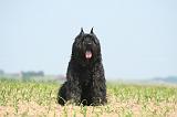 BOUVIER DES FLANDRES 516